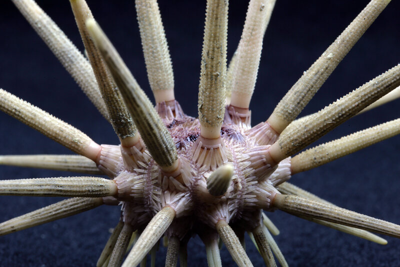 Close-up of sea urchin spines