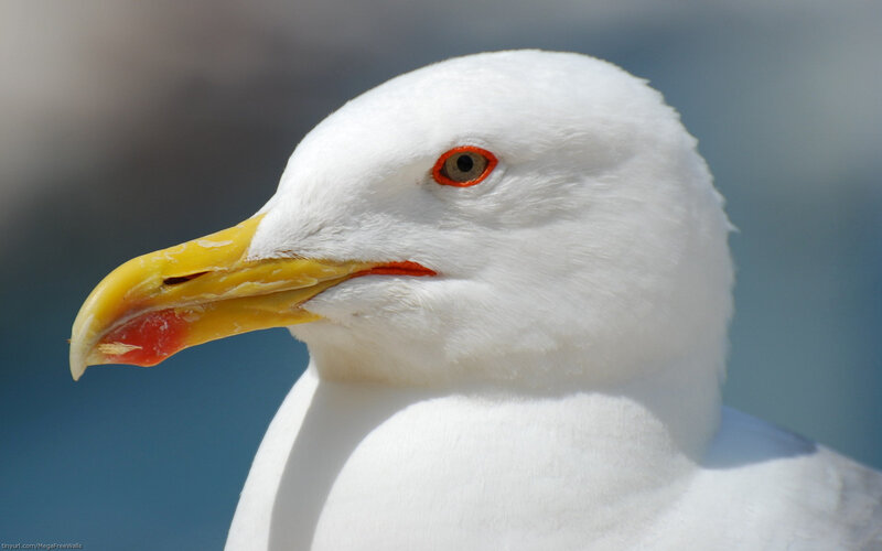 Close-up of Seagull Head