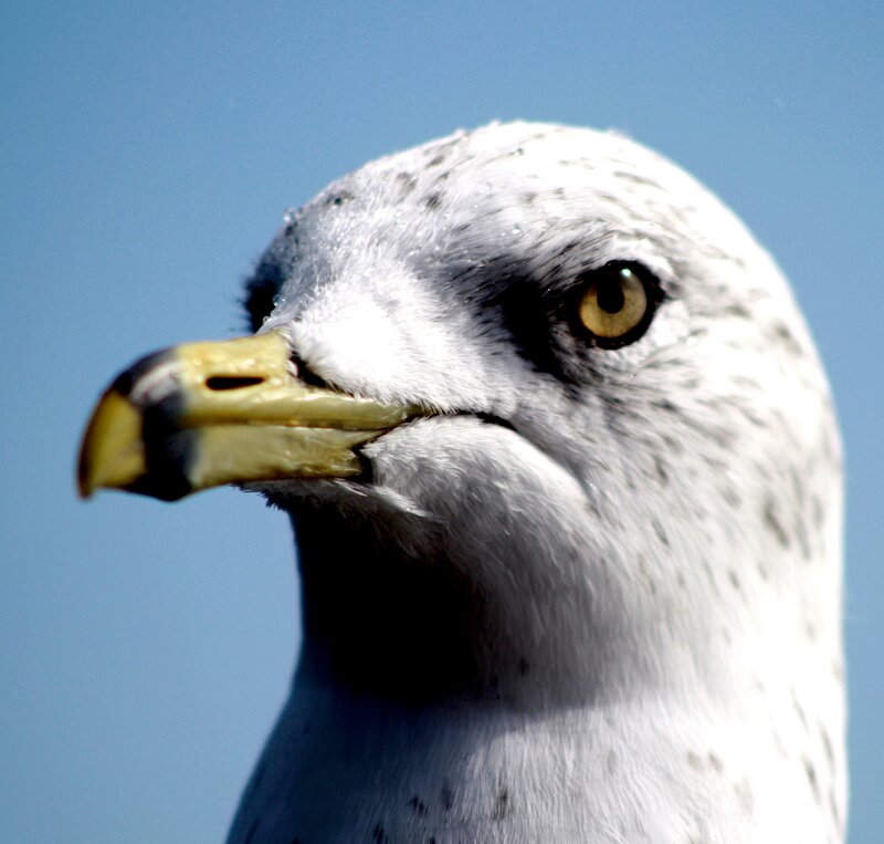 Close-up of Seagull Head — White