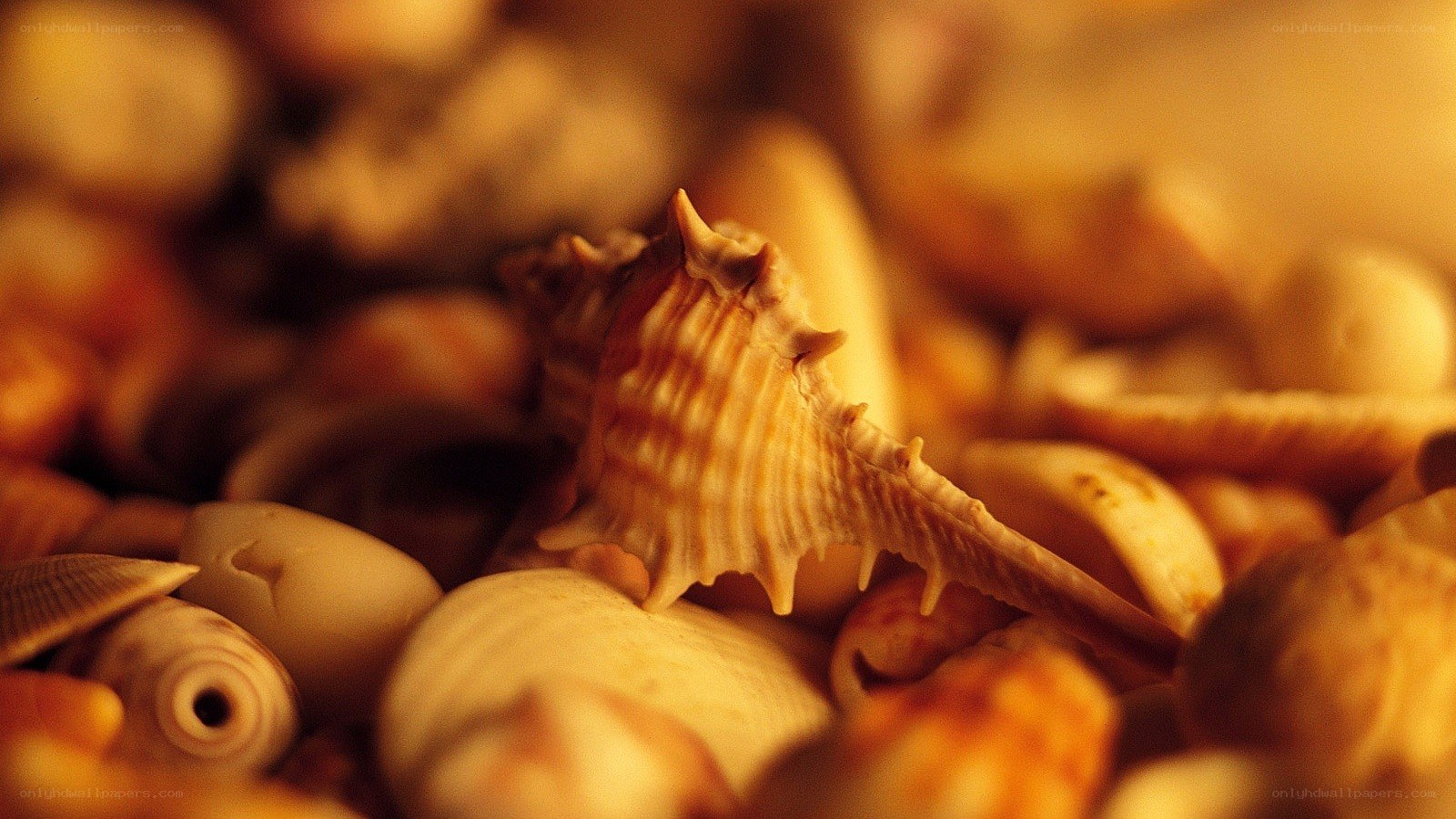 Close-up of seashells