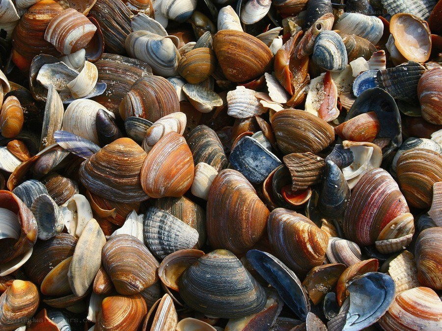 Close-up of seashells