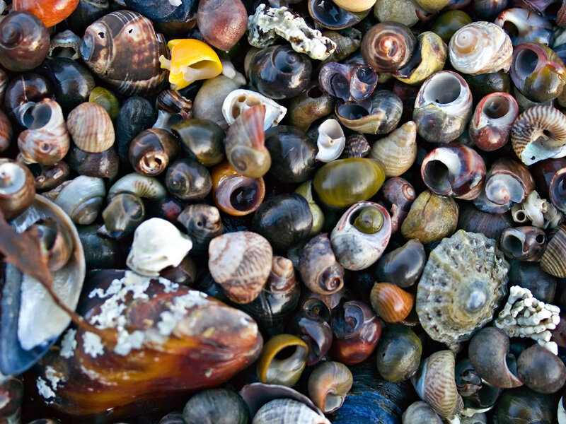 Close-up of seashells