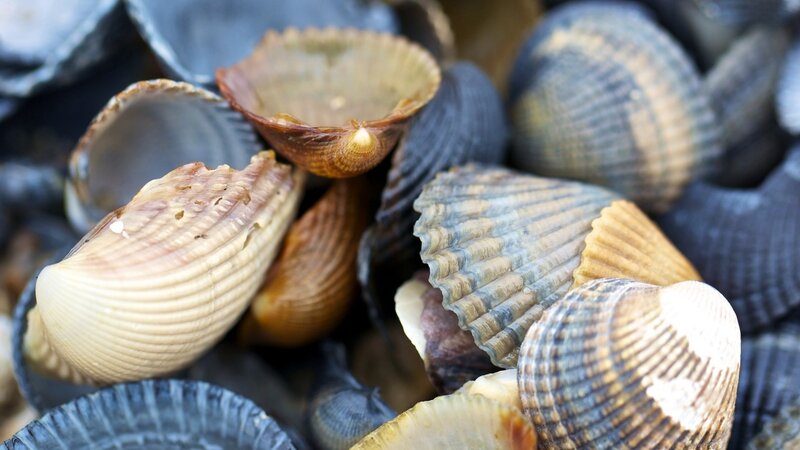 Close-up of Seashells — Brown