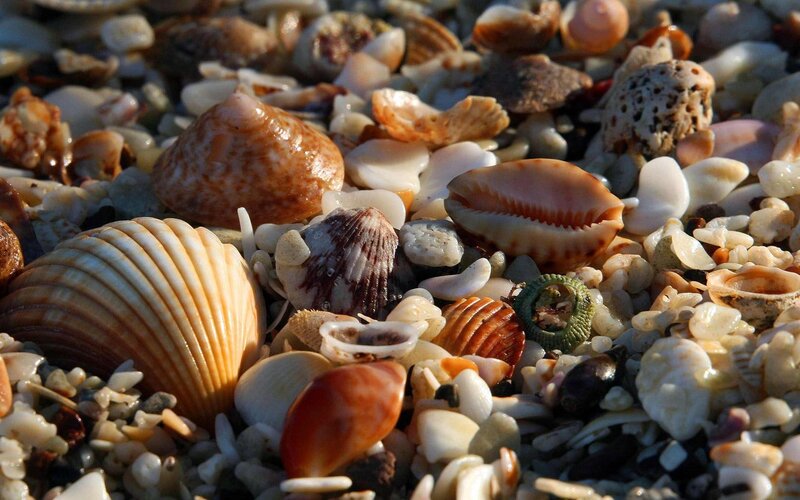 Close-up of seashells on beach
