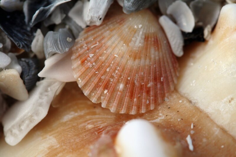 Close-up of seashells