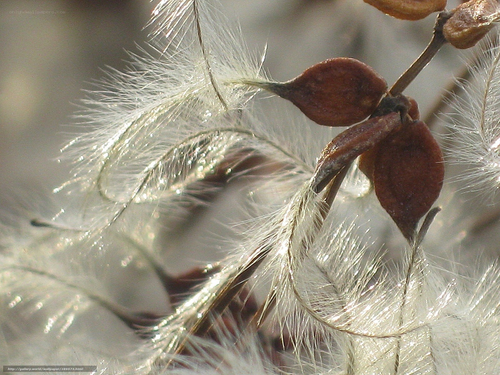 Close-up of seed pods and fluff