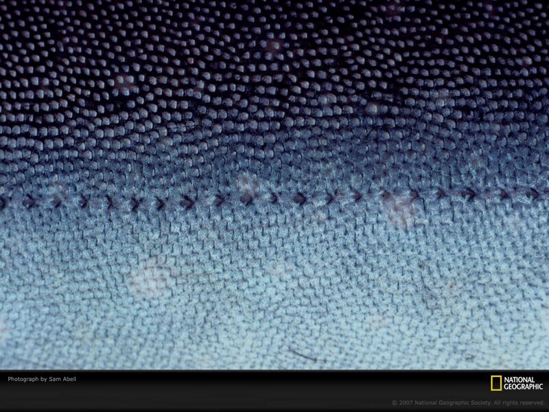 Close-up of shark skin texture