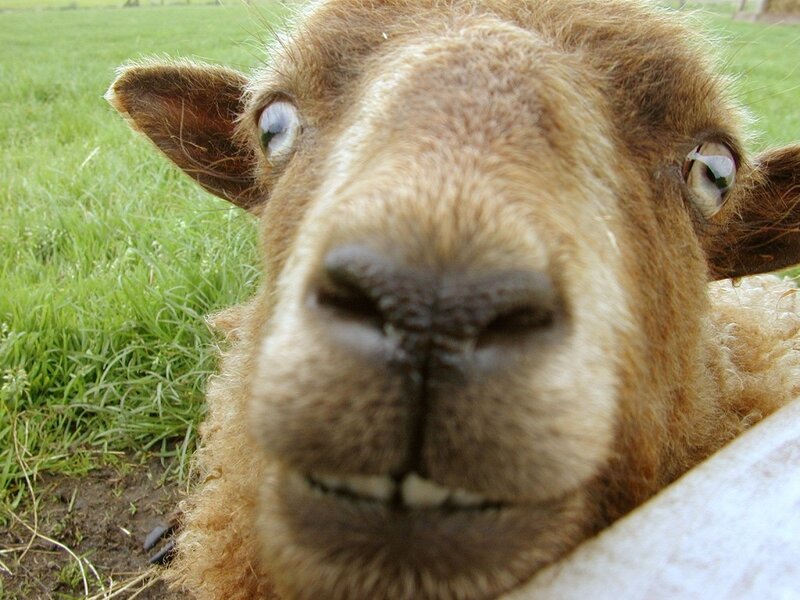 Close-up of Sheep Face