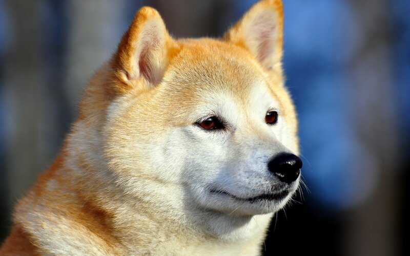 close-up of shiba inu dog