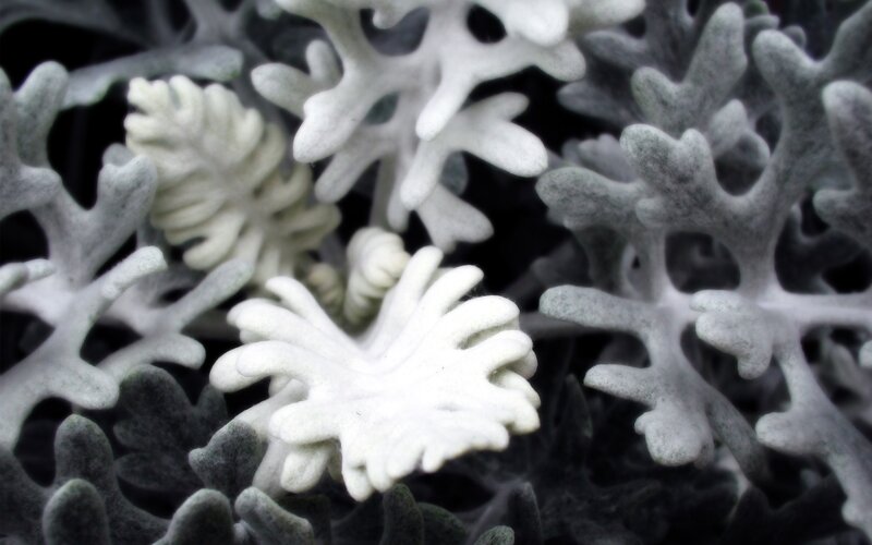 Close-up of silver dust plant