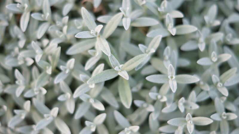 close-up of silvery-green leaves
