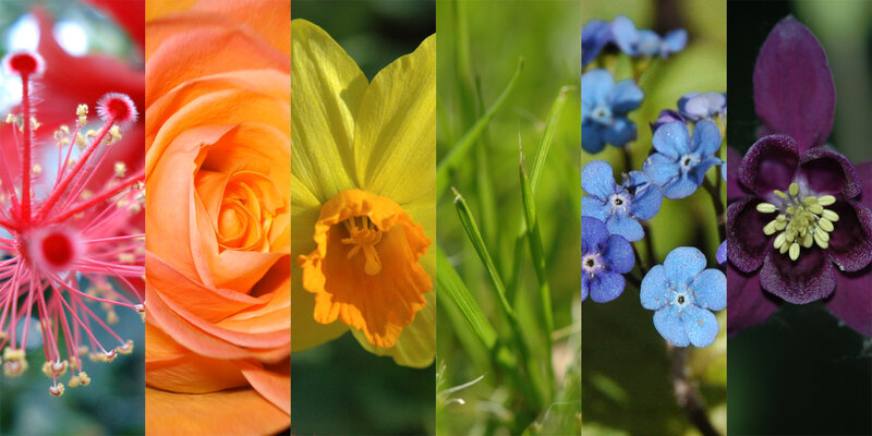 Close-up of Six Flowers