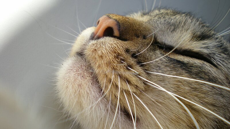 close-up of sleeping cat