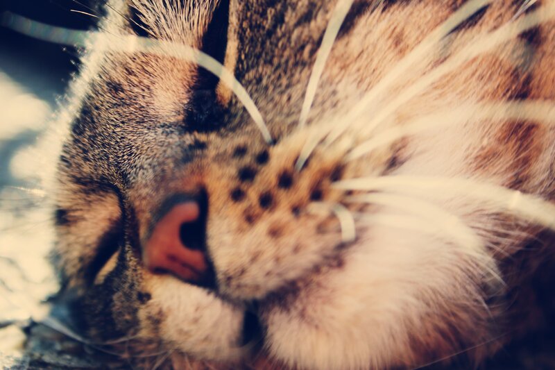 close-up of sleeping cat