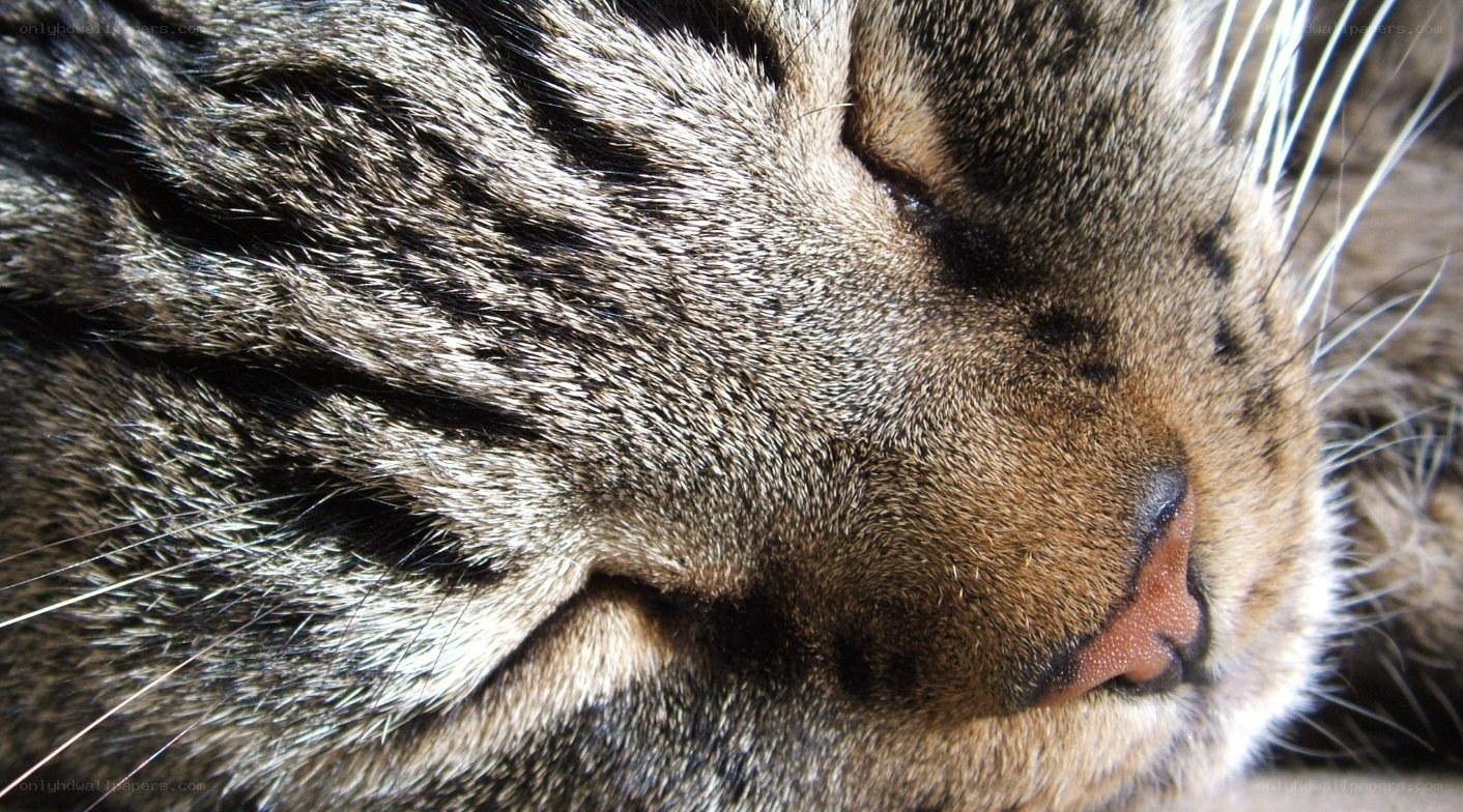 close-up of sleeping cat