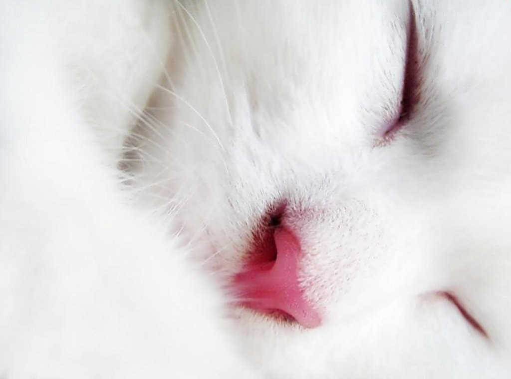 close-up of sleeping cat