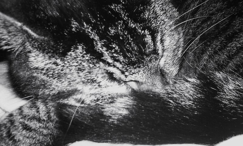 close-up of sleeping cat