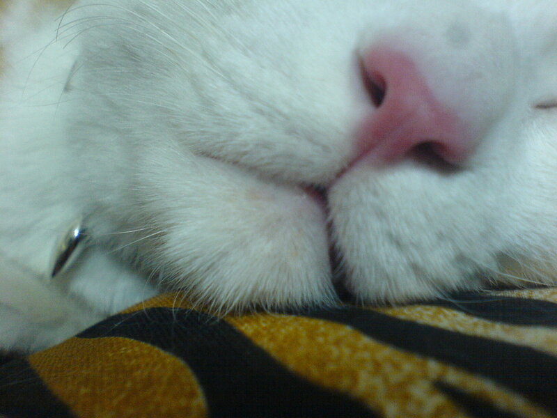 close-up of sleeping cat