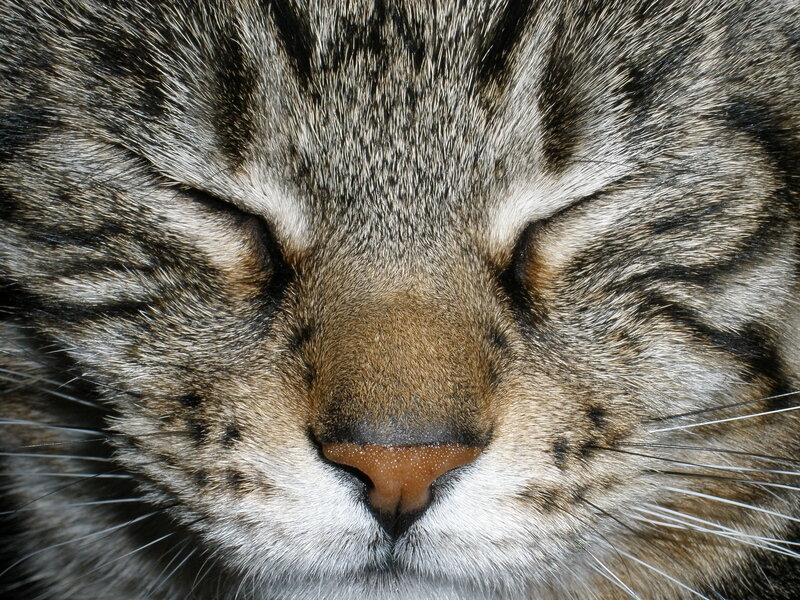 close-up of sleeping cat