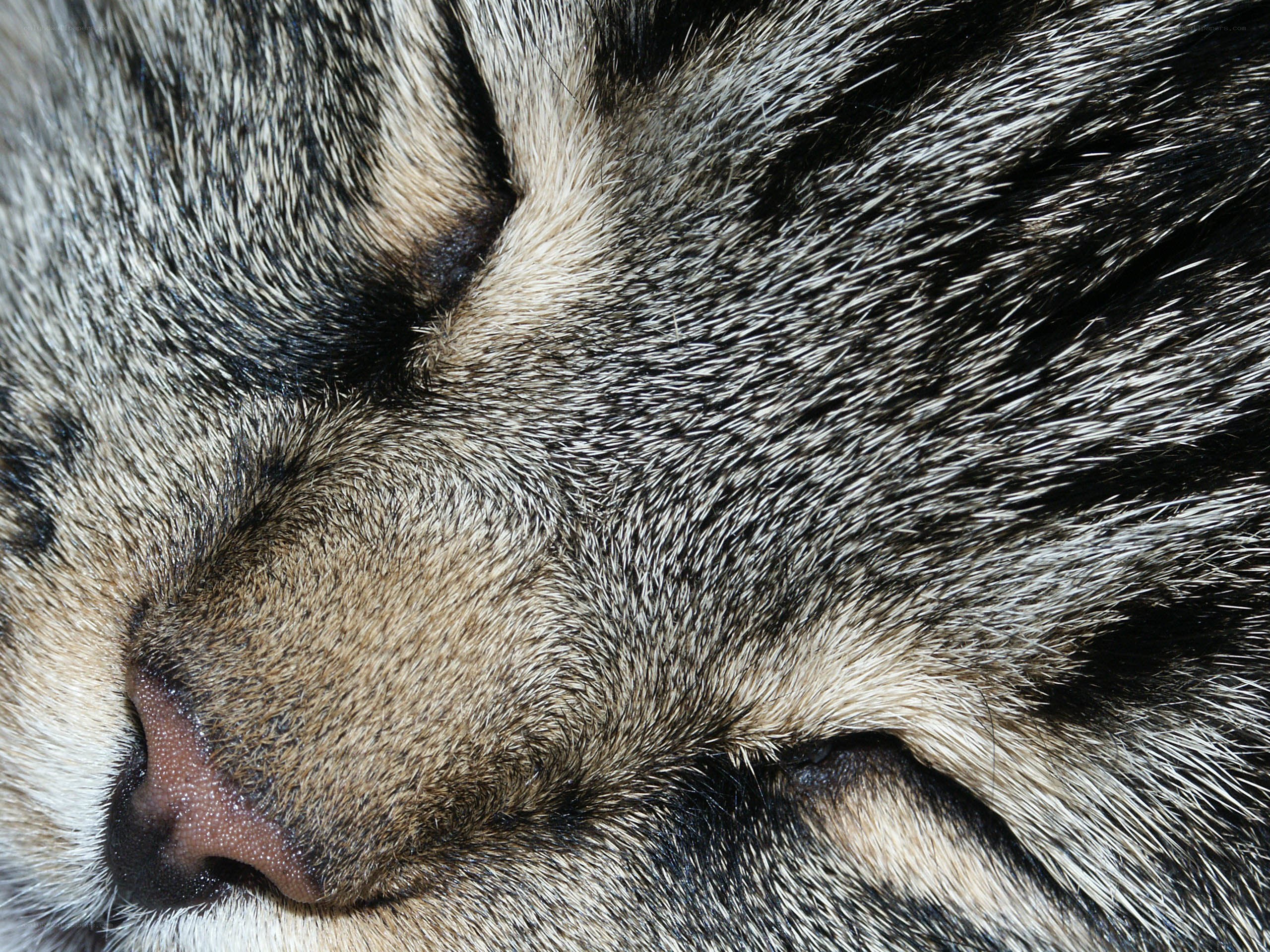 close-up of sleeping cat