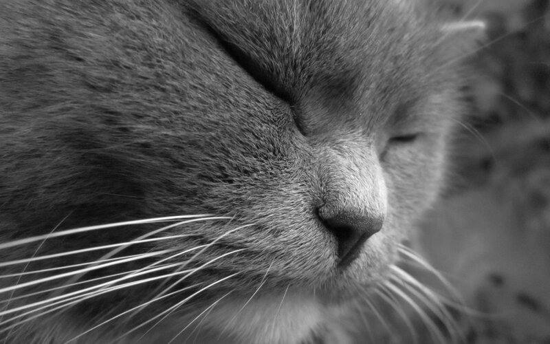 Close-up of Sleeping Cat — Black