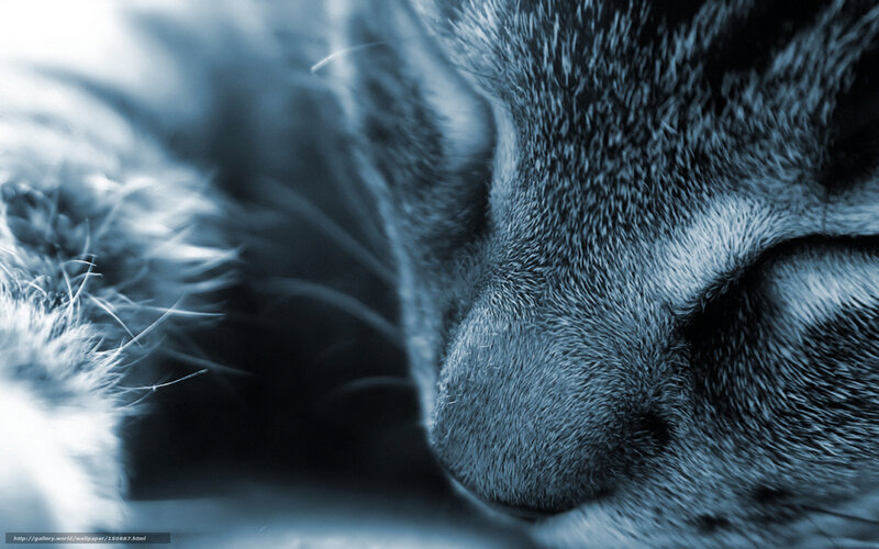 Close-up of Sleeping Cat — Blue, Calm