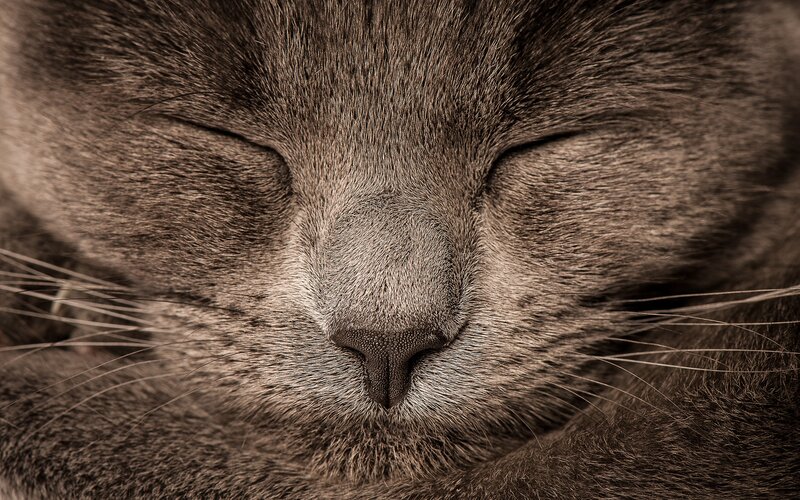 Close-up of Sleeping Cat — Brown, Calm
