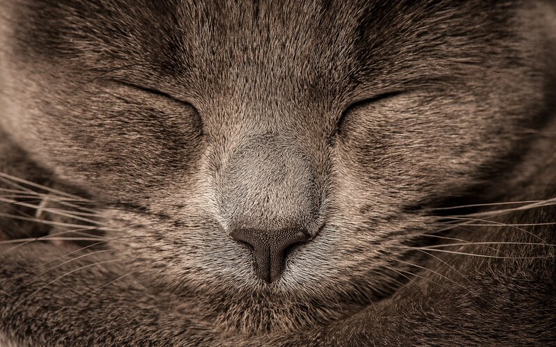 Close-up of Sleeping Cat — Brown, Peaceful