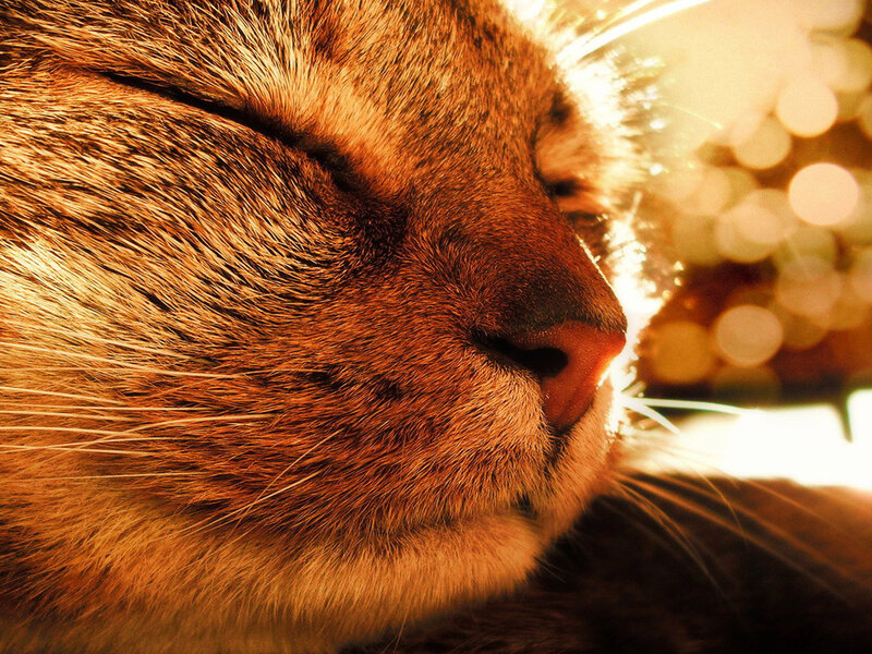Close-up of Sleeping Cat — Brown