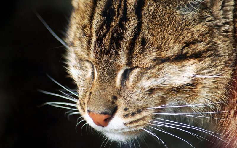 close-up of sleeping cat