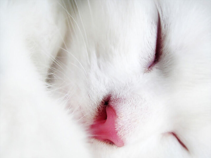 Close-up of Sleeping Cat — White