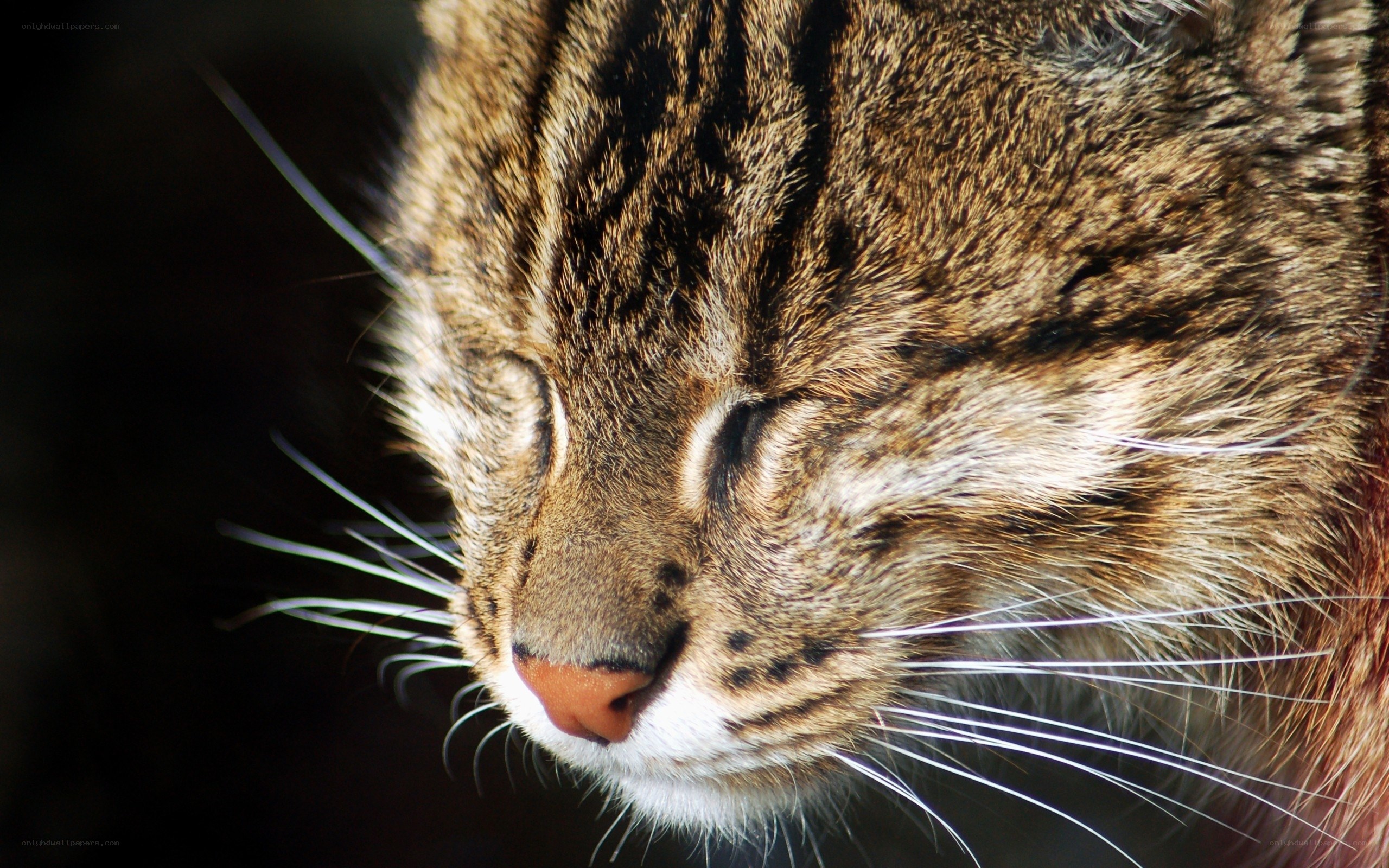 close-up of sleeping cat