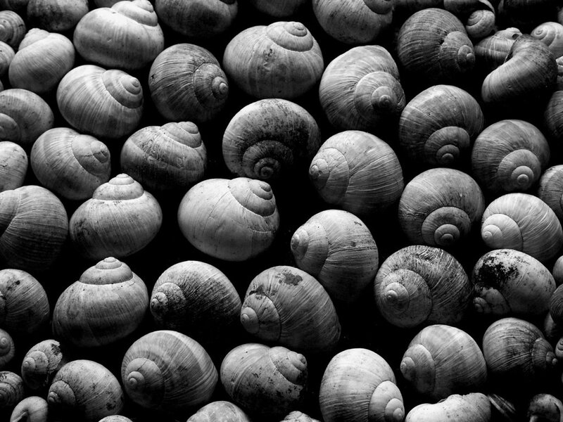 Close-up of snail shells