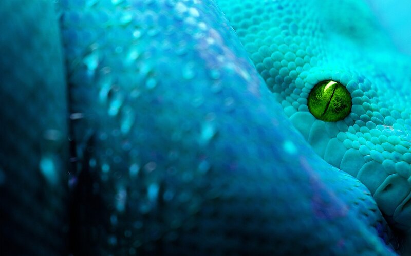 Close-up of Snake Eye — Blue