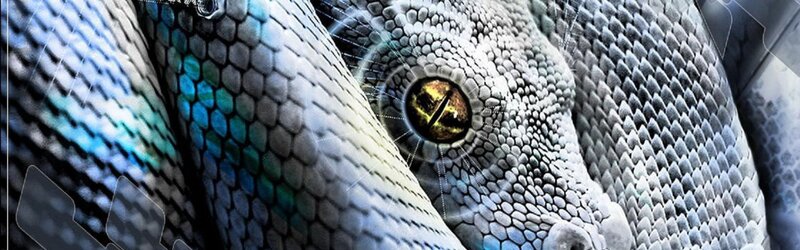 Close-up of Snake Eye — Gray