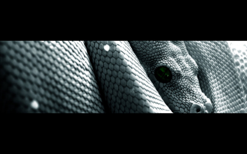 close-up of snake eye