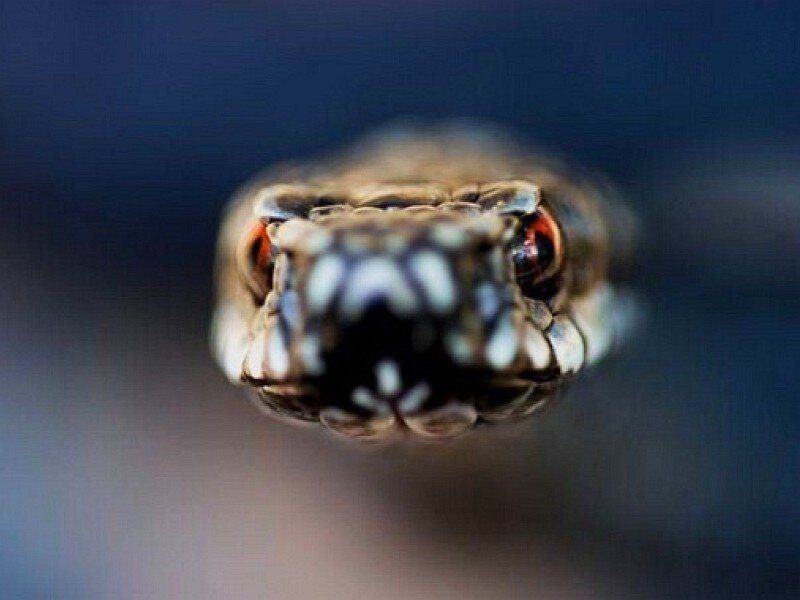 close-up of snake head
