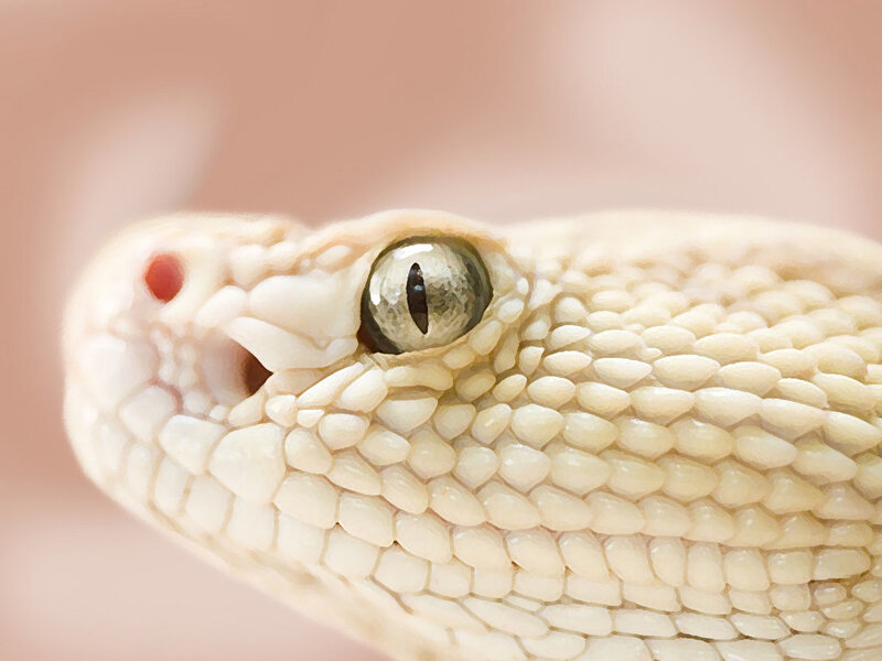 Close-up of Snake Head — Beige