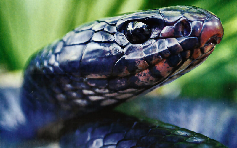 Close-up of Snake Head — Black, Natural
