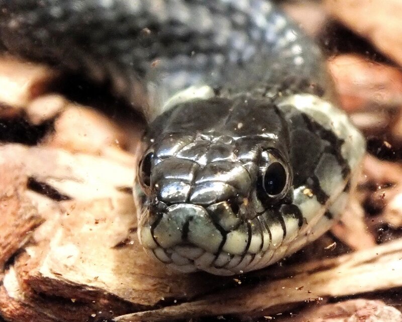 Close-up of Snake Head — Black, Neutral, Photograph