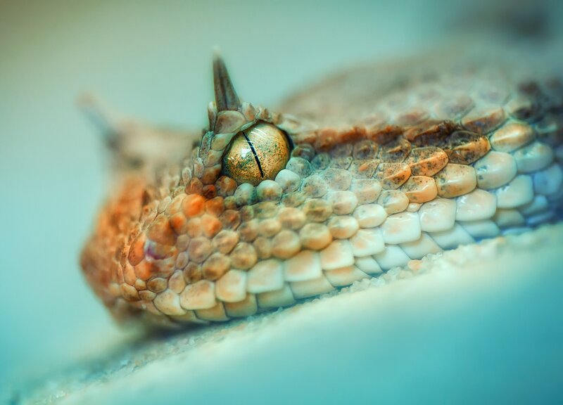 Close-up of Snake Head — Brown, Dramatic