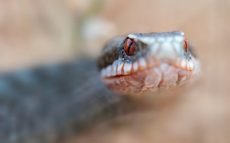Close-up of Snake Head — Brown, Intense