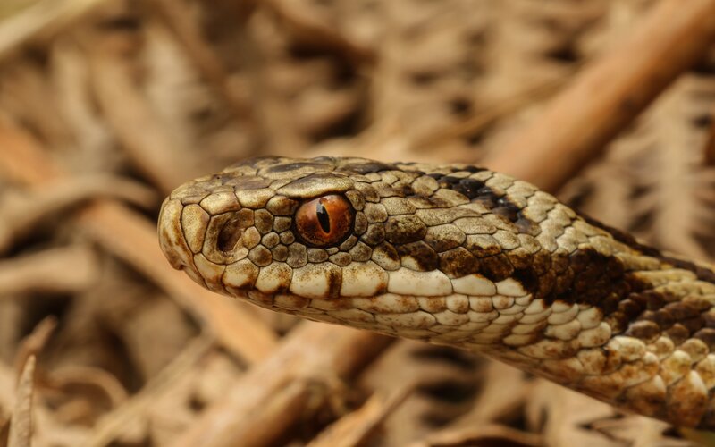 Close-up of Snake Head — Brown