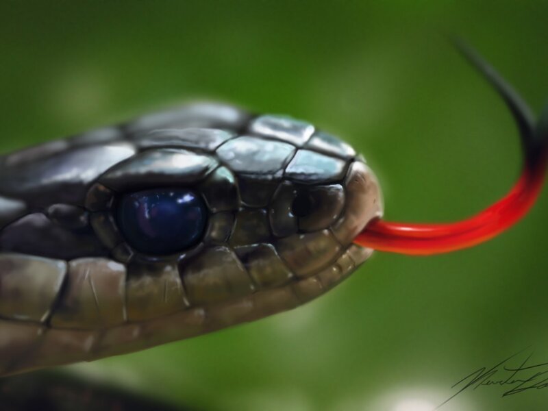Close-up of Snake Head — Green