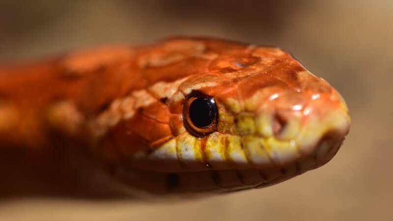 Close-up of Snake Head — Orange