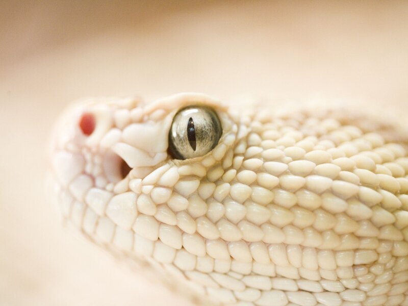 Close-up of Snake Head — Photograph