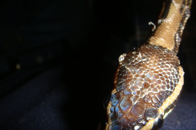 close-up of snake head