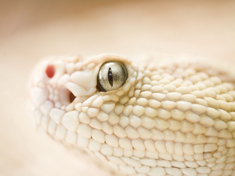 Close-up of Snake Head — White, Calm