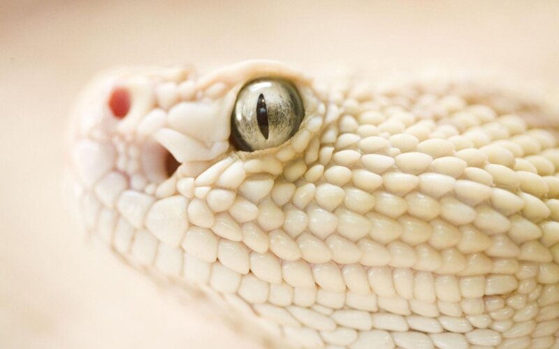 Close-up of Snake Head — White, Neutral, Photograph, Eye, Scales, Nostril, Beige, Gray