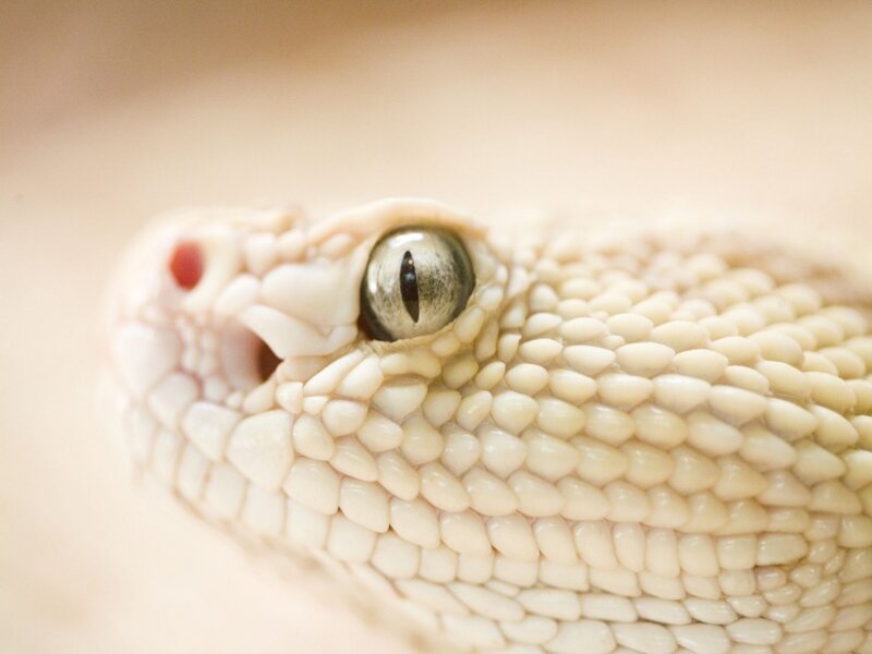 Close-up of Snake Head — White, Neutral